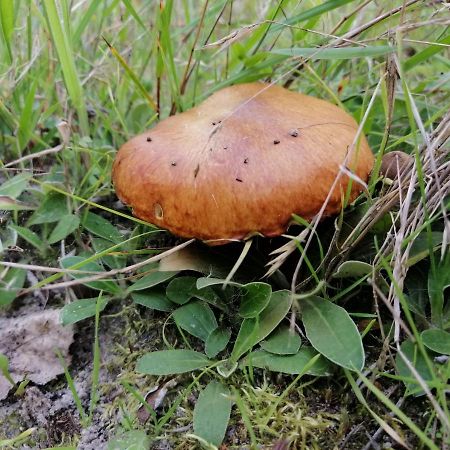 Agroturystyka Pod Dobrymi Skrzydlami Wiski Екстер'єр фото