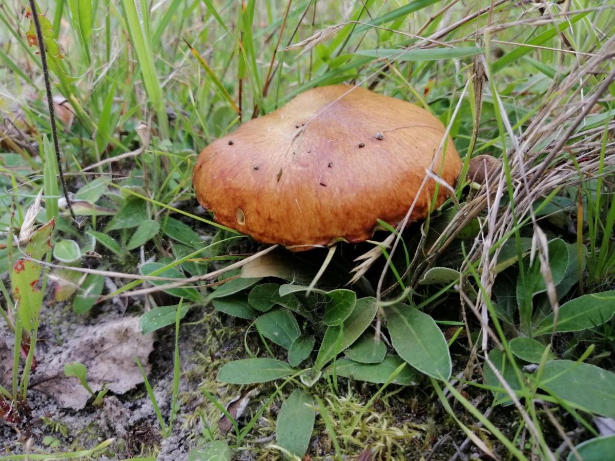 Agroturystyka Pod Dobrymi Skrzydlami Wiski Екстер'єр фото